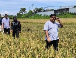 BULOG KC Pati Serap Gabah Petani Saat Libur Lebaran, Dukung Ketahanan Pangan