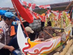 Tradisi Lomban Kupatan di Sungai Tayu Berjalan Meriah, Kepala Kerbau Dilarung ke Laut Jawa