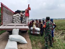 Petani Sumringah, BULOG Pati Serap Gabah Rp6.500/kg
