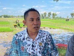 Harga Gabah Tidak Sesuai, DPRD Pati Duduk Bersama Dinas Terkait