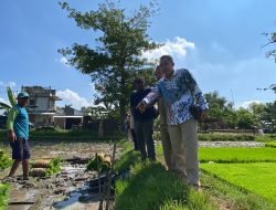 DPRD Pati Apresiasi Inovasi Penanaman Padi Modern di Desa Kutoharjo