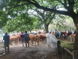 Stok Hewan Kurban di Kabupaten Pati Dipastikan Aman untuk Idul Adha 2025