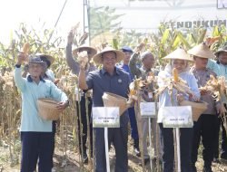 Anggota DPRD Pati Sudi Rustanto Dukung Penetapan HPP Jagung oleh Pemerintah