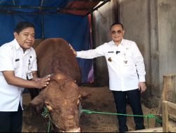 Presiden Prabowo Subianto Kirim Sapi Kurban 965 Kg ke Desa Terpencil di Pati