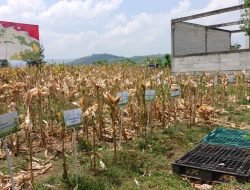 Harga Jagung Pipil di Pati Sentuh Rp 4.700 per Kilogram, Petani Raup Untung Besar