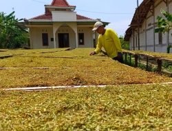 Cuaca Basah Turunkan Kualitas Tembakau Pati, Harga Tetap di Kisaran Rp 25–40 Ribu per Kilogram