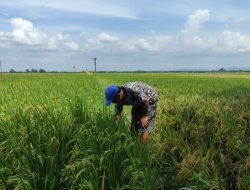 Petani Pati Akui Penurunan Harga Pupuk Bantu Ringankan Biaya Tanam
