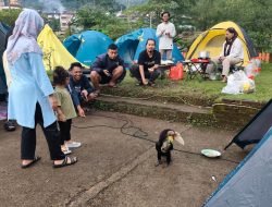 Burung Julang Emas Sambangi Area Perkemahan, Wisatawan di Desa Tempur Jepara Dibuat Takjub