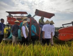 Panen Raya Bukti Program 1 Hektar 10 Ton Terwujud di Pati