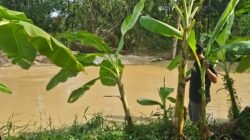 DPRD Pati Desak Penanganan Serius Tanggul Jebol Sungai Widodaren