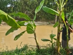 DPRD Pati Desak Penanganan Serius Tanggul Jebol Sungai Widodaren