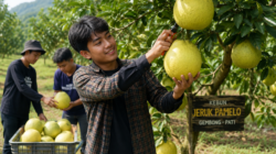 DPRD Pati Dorong Regenerasi Petani Jeruk Pamelo, Anak Muda Diminta Ambil Peran