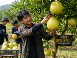 DPRD Pati Dorong Regenerasi Petani Jeruk Pamelo, Anak Muda Diminta Ambil Peran