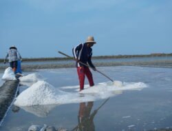 Kemarau Panjang Berdampak pada Petani Garam Batangan, Produksi Terhenti Hampir Dua Pekan
