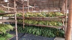 Panen Tembakau Pati Lebih Optimal, DPRD Dorong Harga Jual Petani Tetap Menguntungkan