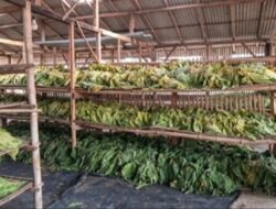 Panen Tembakau Pati Lebih Optimal, DPRD Dorong Harga Jual Petani Tetap Menguntungkan