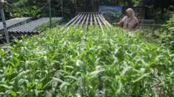 DPRD Pati Dorong Optimalisasi Lahan Tidur untuk Perkuat Ketahanan Pangan Keluarga