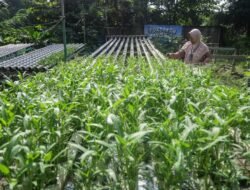 DPRD Pati Dorong Optimalisasi Lahan Tidur untuk Perkuat Ketahanan Pangan Keluarga